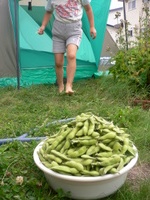 えだ豆収穫祭