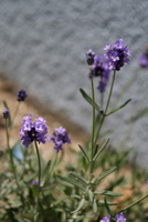 canonx-396 我が家のラベンダー