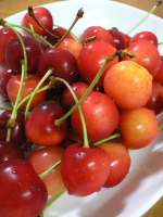 p1050640 チェリーちゃん