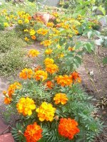 p1050874 マリーゴールドちゃん