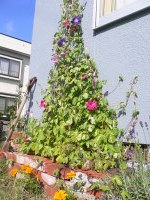 p1060018 あさがお棚