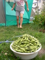 p1070237 えだ豆収穫祭